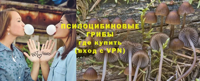 Галлюциногенные грибы Magic Shrooms  как найти закладки  Губкинский 